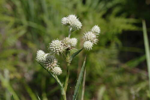 Eryngium yuccifolium var. yuccifolium #125